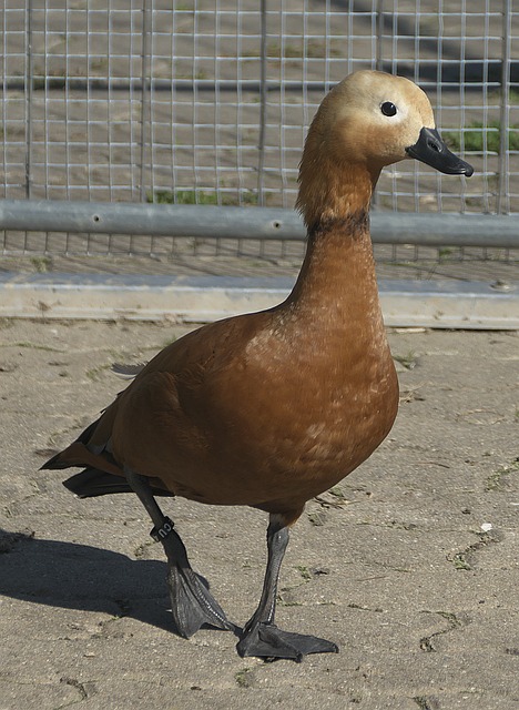 聚风